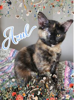 Azul -  Tortoiseshell Cat for Adoption in Pasco, Washington - Azul | PetCurious