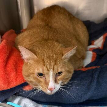 Domestic Short Hair Cats Available for Adoption in Troy, Virginia - Muffin (Ribbon) | PetCurious