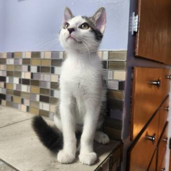 Esau -  Domestic Short Hair Cat for Adoption in Layton, Utah - Esau | PetCurious