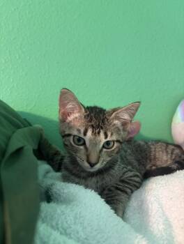 Queso -  Domestic Short Hair Cat for Adoption in Ocala, Florida - Queso | PetCurious