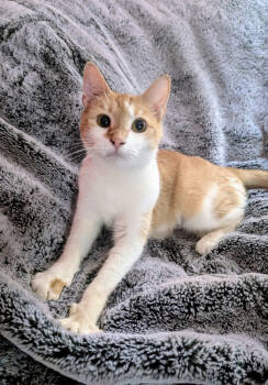 Rescue Domestic Short Hair Cats for Adoption in New York, New York - Cleo | PetCurious