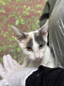 Banana -  Domestic Short Hair Cat for Adoption in San Antonio, Texas - Banana | PetCurious