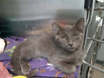 Milo (26-182 C) -  Domestic Short Hair Cat for Adoption in Lansing, Michigan - Milo (26-182 C) | PetCurious