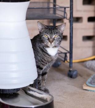 Rescue Domestic Short Hair Cats for Adoption in Marana, Arizona - Snap | PetCurious