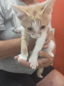 SPECKLE -  Domestic Short Hair Cat for Adoption in Louisville, Kentucky - SPECKLE | PetCurious