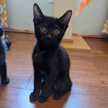 Biscuit -  Domestic Short Hair Cat for Adoption in Lexington, Kentucky - Biscuit | PetCurious