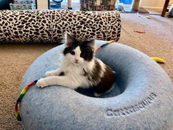 Domestic Long Hair Cats Available for Adoption in Gladstone, Oregon - Pinkie | PetCurious