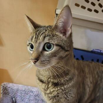 Little Jack -  Domestic Short Hair Cat for Adoption in Toms Brook, Virginia - Little Jack | PetCurious
