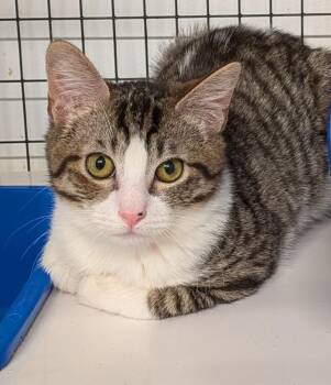 Domestic Short Hair Cats Available for Adoption - Quinn | PetCurious