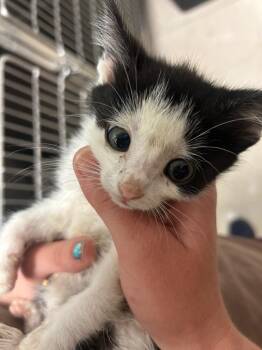 Banana Pepper -  Domestic Short Hair Cat for Adoption in Morgantown, Kentucky - Banana Pepper | PetCurious