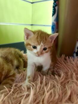 Domestic Short Hair Cats Available for Adoption in Minot, North Dakota - Lightning | PetCurious