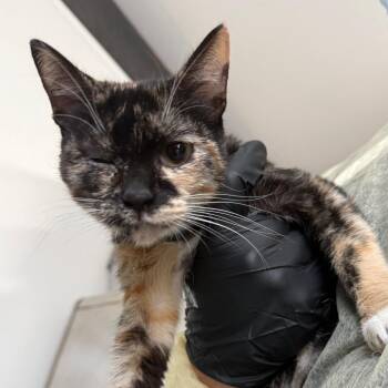 Cindy Lou -  Domestic Short Hair Cat for Adoption in Lakeland, Florida - Cindy Lou | PetCurious