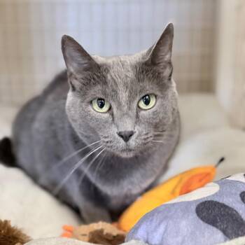 Elle -  Domestic Short Hair Cat for Adoption in Medford, Oregon - Elle | PetCurious