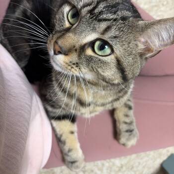 Jax -  Domestic Short Hair Cat for Adoption in Worcester, Massachusetts - Jax | PetCurious