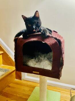 Domestic Short Hair Cats Available for Adoption - Twix, Snickers And Reeses TRIPLETS | PetCurious