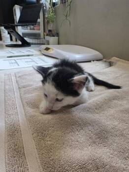 Milton -  Domestic Short Hair Cat for Adoption in Fishers, Indiana - Milton | PetCurious