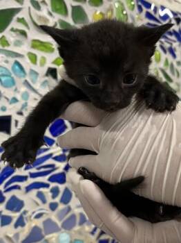 PAPYRUS -  Domestic Short Hair Cat Available for Adoption in Pensacola, Florida - PAPYRUS | PetCurious