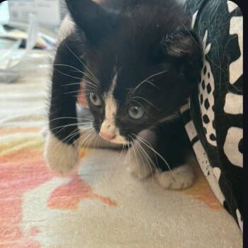 Zohran Meowdani -  Domestic Short Hair Cat for Adoption in Port Richey, Florida - Zohran Meowdani | PetCurious