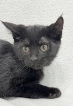 Domestic Medium Hair Cats Available for Adoption in Minneapolis, Minnesota - Amory | PetCurious