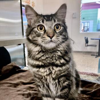Tiki -  Domestic Medium Hair and Domestic Short Hair Cat for Adoption in Bullhead City, Arizona - Tiki | PetCurious
