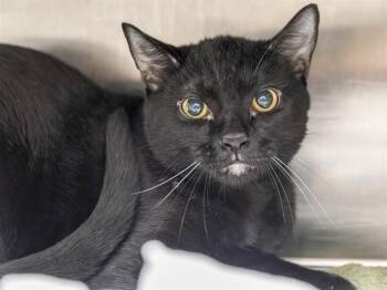 SUPER SALAD -  Domestic Short Hair Cat for Adoption in Phoenix, Arizona - SUPER SALAD | PetCurious
