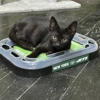 Giovani -  Domestic Short Hair Cat for Adoption in East Brunswick, New Jersey - Giovani | PetCurious