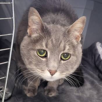 Domestic Short Hair Cats Available for Adoption in Belleville, Illinois - Gracie- Sponsored Adoption | PetCurious