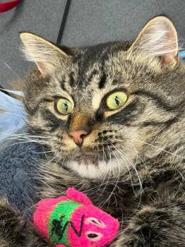 Crunchy Crouton -  Domestic Long Hair Cat for Adoption in Calgary, Alberta - Crunchy Crouton | PetCurious