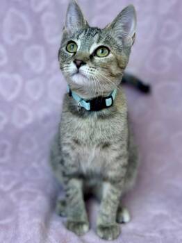 Rescue American Shorthair Cats for Adoption in Rixeyville, Virginia - Bluebell | PetCurious