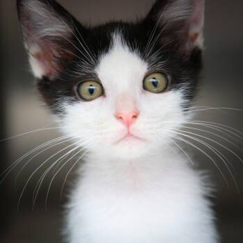 Jordyn -  Domestic Short Hair Cat for Adoption in Hattiesburg, Mississippi - Jordyn | PetCurious