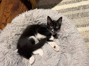 Sylvester 2 -  Domestic Long Hair Cat for Adoption in Arthur, Ontario - Sylvester 2 | PetCurious