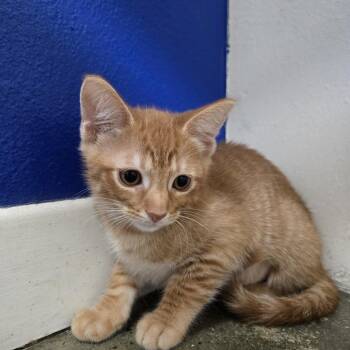 Domestic Short Hair Cats Available for Adoption in Los Angeles, California - Penny | PetCurious