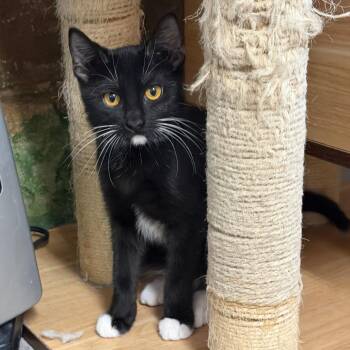 Kai -  Domestic Short Hair Cat for Adoption in Laredo, Texas - Kai | PetCurious