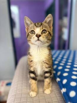 Domestic Short Hair Cats Available for Adoption in Lovingston, Virginia - Cloudy | PetCurious