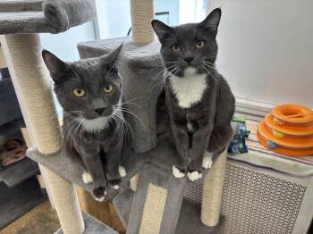 Domestic Short Hair Cats Available for Adoption in Chicago, Illinois - Doc & Marty | PetCurious