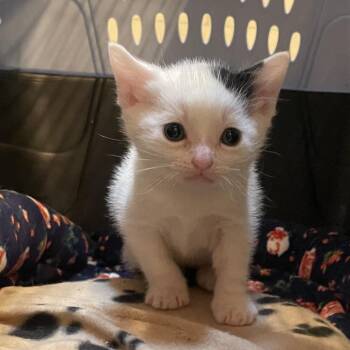 Whittaker -  American Shorthair Cat for Adoption in Newberg, Oregon - Whittaker | PetCurious