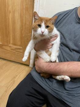 Tig -  Domestic Short Hair Cat for Adoption in Pine Grove, Pennsylvania - Tig | PetCurious