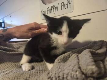 Maxwell -  Domestic Short Hair Cat for Adoption in Wyoming, Michigan - Maxwell | PetCurious
