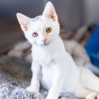 Domestic Short Hair Cats Available for Adoption - Puck | PetCurious