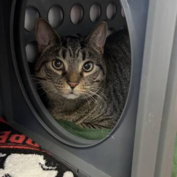 Velcro -  Domestic Short Hair Cat for Adoption in Port Richey, Florida - Velcro | PetCurious