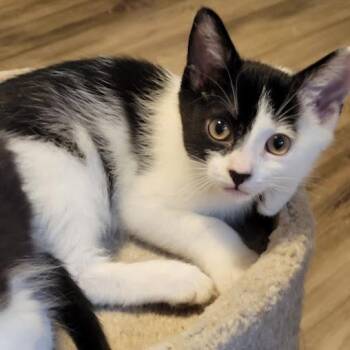 Toot -  Domestic Short Hair Cat for Adoption in Shawnee, Kansas - Toot | PetCurious