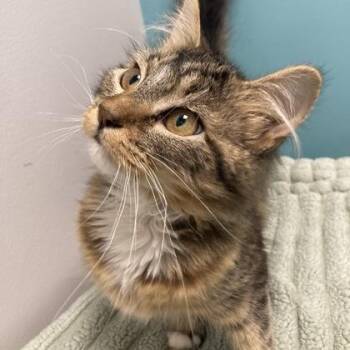 Fox Face -  Domestic Medium Hair and Domestic Short Hair Cat for Adoption in Janesville, Wisconsin - Fox Face | PetCurious