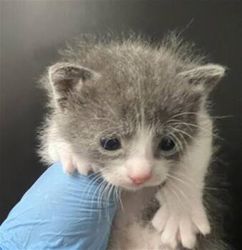Domestic Short Hair Cats Available for Adoption in San Bernardino, California - KAREN | PetCurious