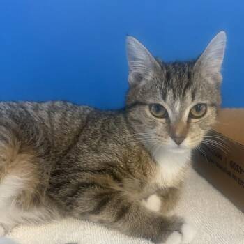 Domestic Short Hair Cats Available for Adoption - Skitter | PetCurious