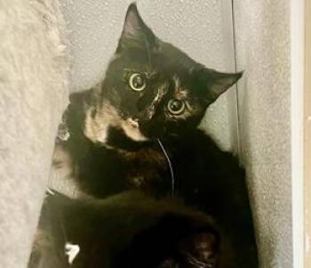 Domestic Short Hair Cats Available for Adoption in San Diego, California - Wednesday | PetCurious