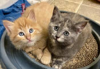 Tami -  Domestic Short Hair Cat for Adoption in Richmond, Virginia - Tami | PetCurious