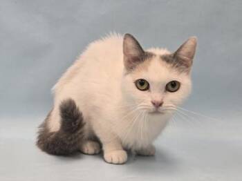 Raspberry -  Scottish Fold and Domestic Short Hair Cat for Adoption in Minneapolis, Minnesota - Raspberry | PetCurious