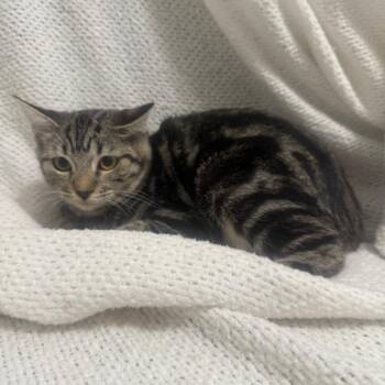 Quest -  Domestic Short Hair Cat for Adoption in Brea, California - Quest | PetCurious