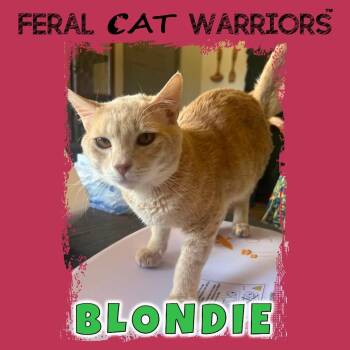 Blondie -  Domestic Short Hair Cat for Adoption in Squamish, British Columbia - Blondie | PetCurious