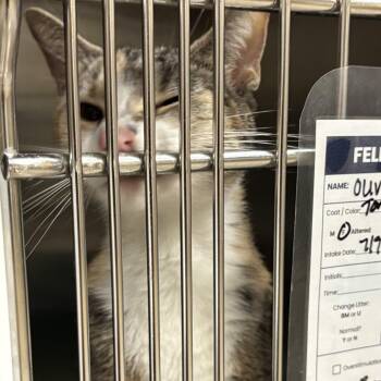 Olive C -  Domestic Short Hair Cat for Adoption in Baltimore, Maryland - Olive C | PetCurious
